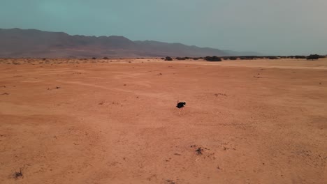 Toma-Aérea-Giratoria-Alrededor-De-Un-Solo-Avestruz-Negro-En-El-Parque-Nacional-Hai-Bar,-Israel