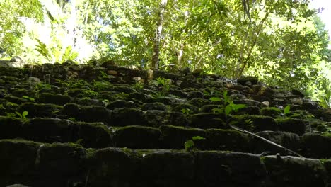 the mayan ruins of chacchoben covered by the dense vegetation of the tropical forest, quintana roo, mexico