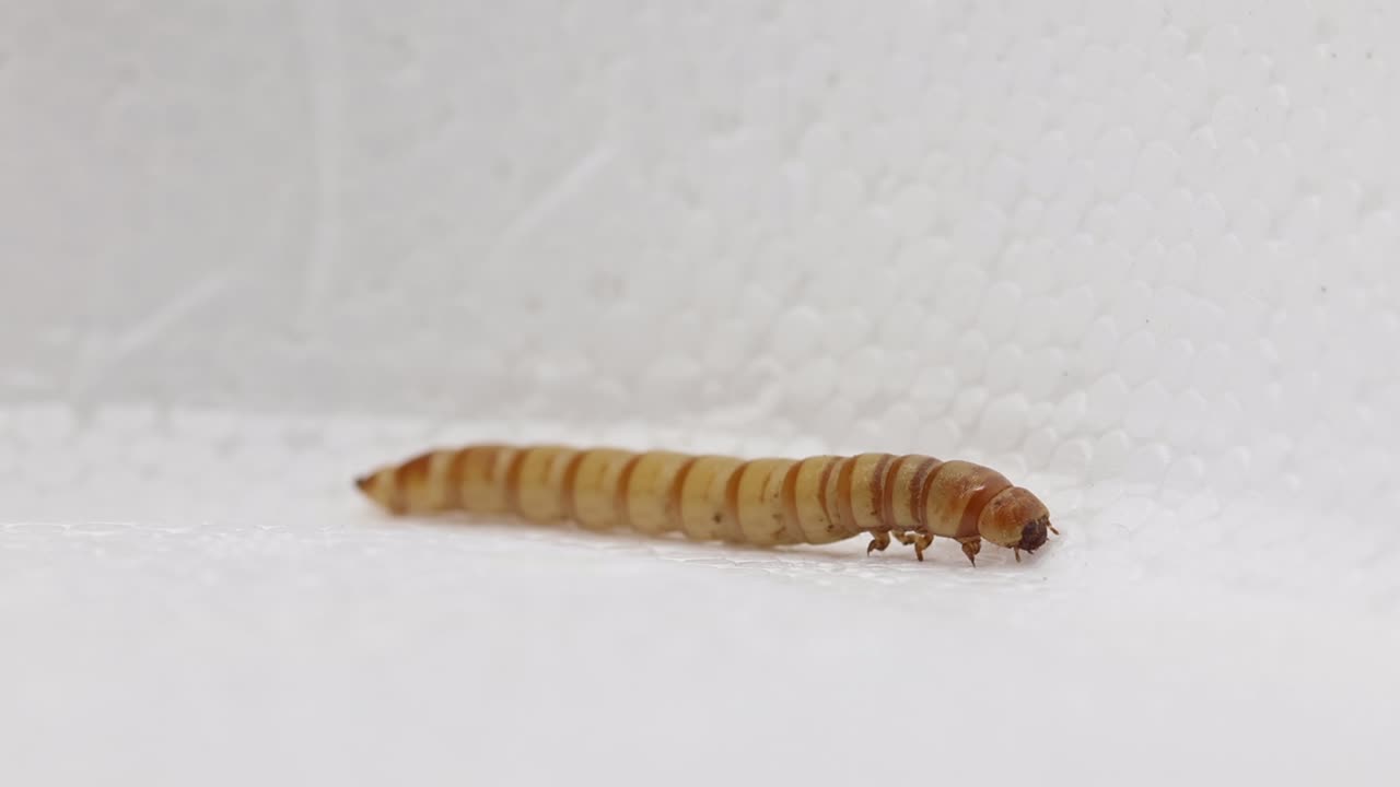 A Giant Mealworm, Zophobas morio, crawling on polystyrene
