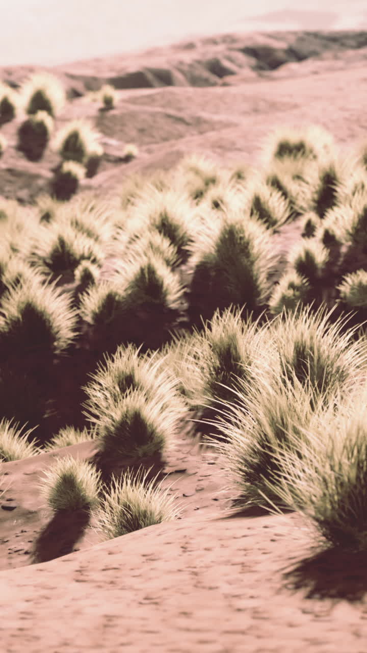 따뜻하고 은 하늘 아래 푸른 풀과 황금색 모래 언덕이 있는 사막 풍경