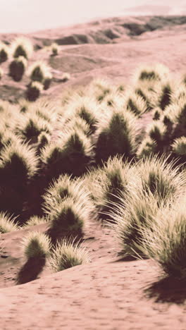un paisaje desértico con hierba verde y dunas de arena dorada bajo un cielo cálido y despejado