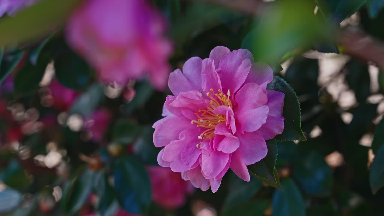 Un primer plano artístico de una camelia Sasanqua rosa bajo la suave luz del sol. El fondo desenfocado con destellos de luz bokeh realza los delicados pétalos rizados, creando una tranquila escena invernal.