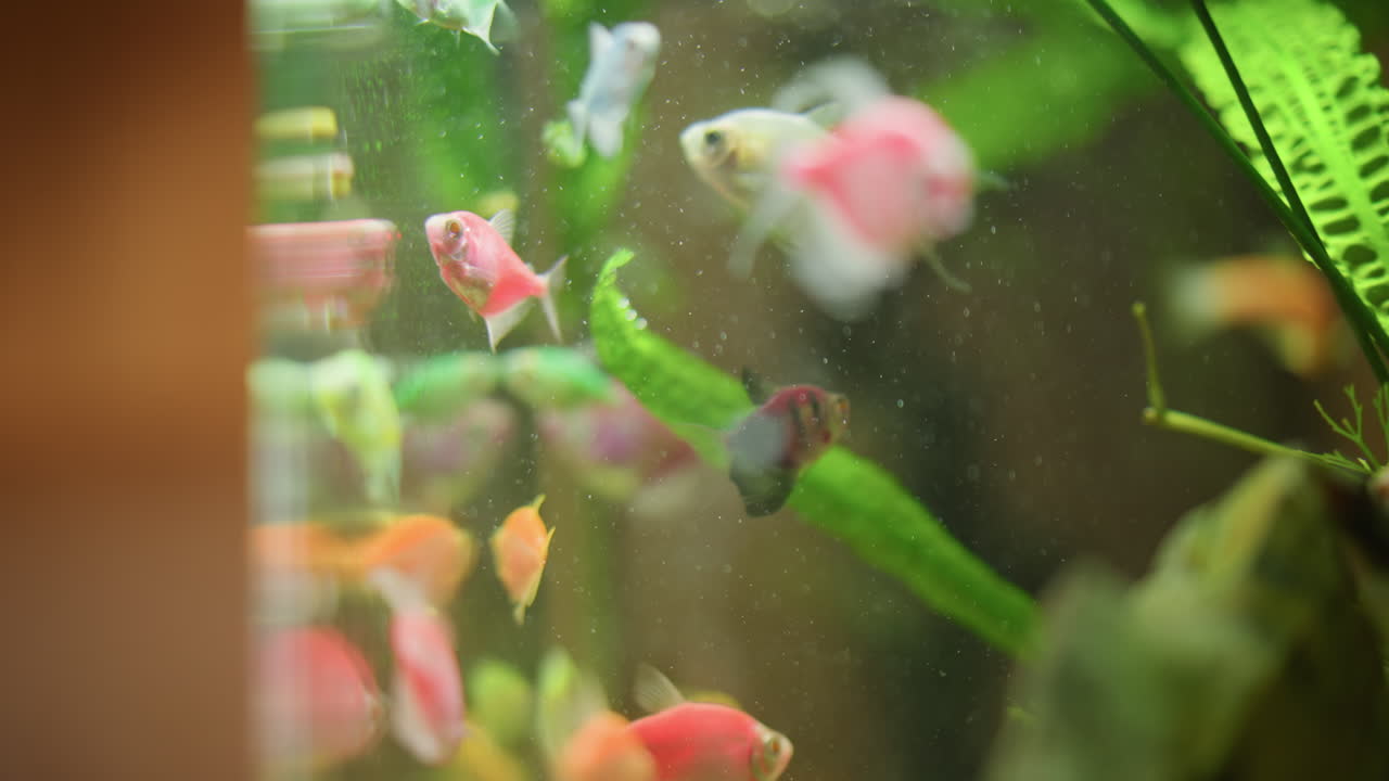 Group of colorful tropical fish swimming inside home aquarium with green plants bubbles and reflections on glass surface creating vibrant underwater scene with natural movement aquatic beauty