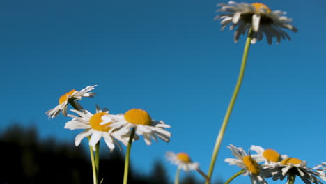 daisies in a field under a blue sky