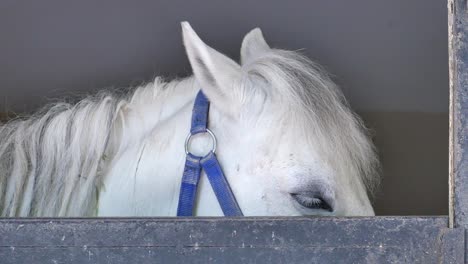 white horse in stable