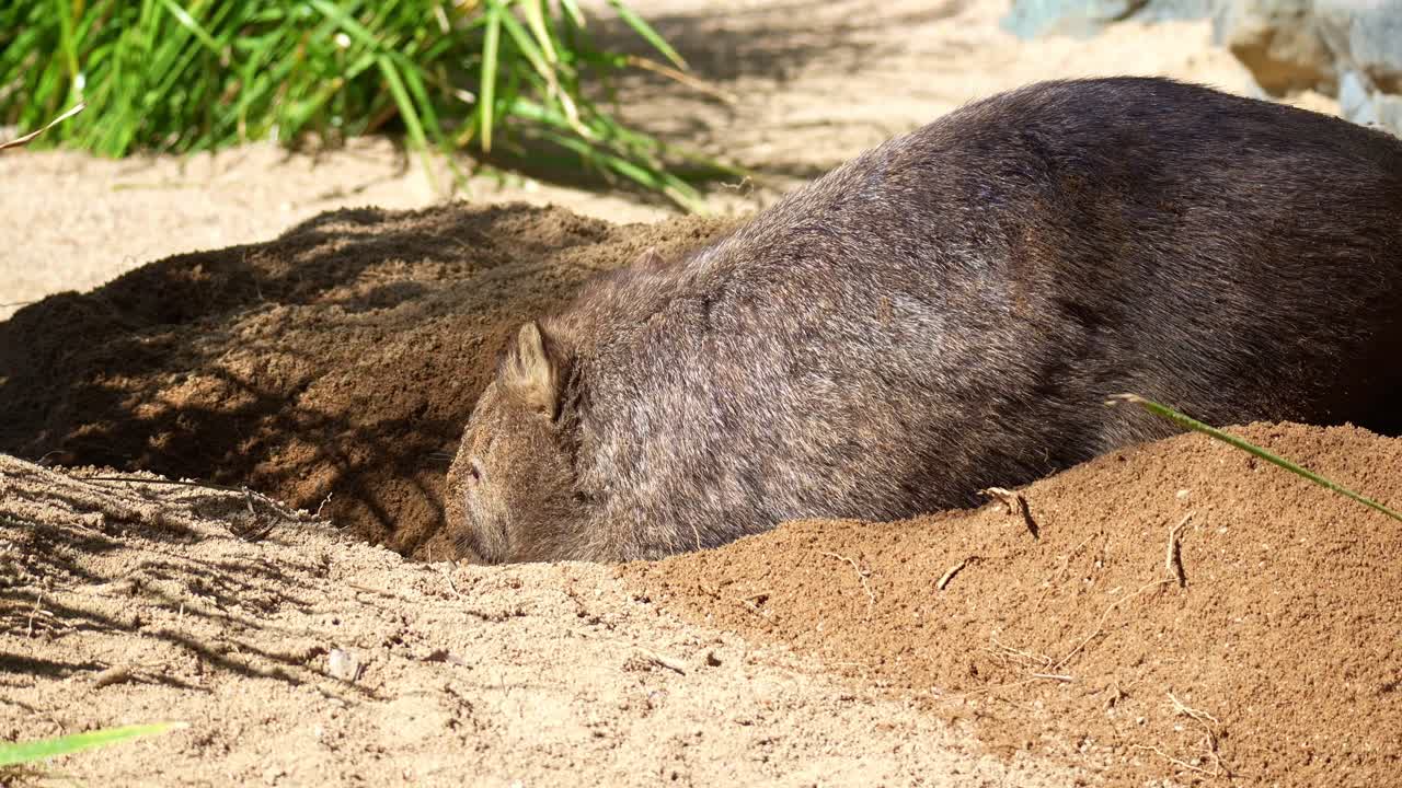Un comune vombato (Vombatus ursinus) che scava attivamente una tana nel terreno sabbioso sotto il sole, scatto ravvicinato