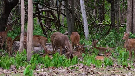 the eld's deer is an endangered species due to habitat loss and hunting