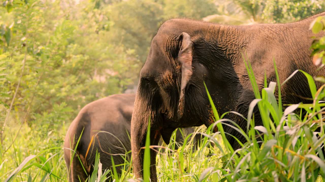 A peaceful scene of Asian elephants grazing on lush green grass in an open field in Sri Lanka as the sun sets, casting warm golden light across the landscape.