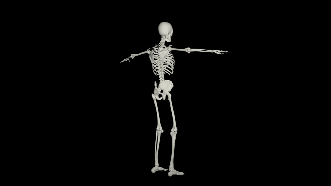 Skeleton Rotating With Alpha Channel