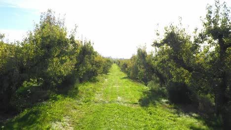 moving through an orchard in southern oregon