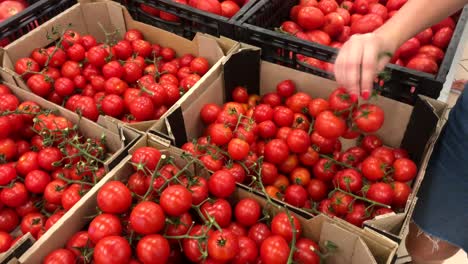 woman hand picking up tomato in supermarket. woman shopping in a supermarket and buying fresh organic vegetables. healthy eating concept.
