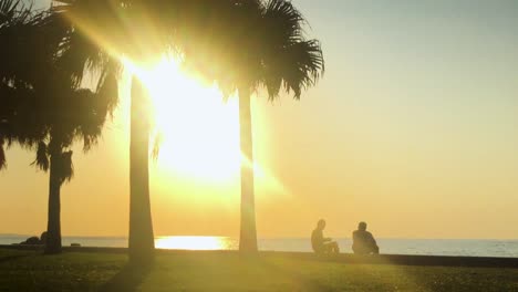 time lapse of palm tree and people near the beach