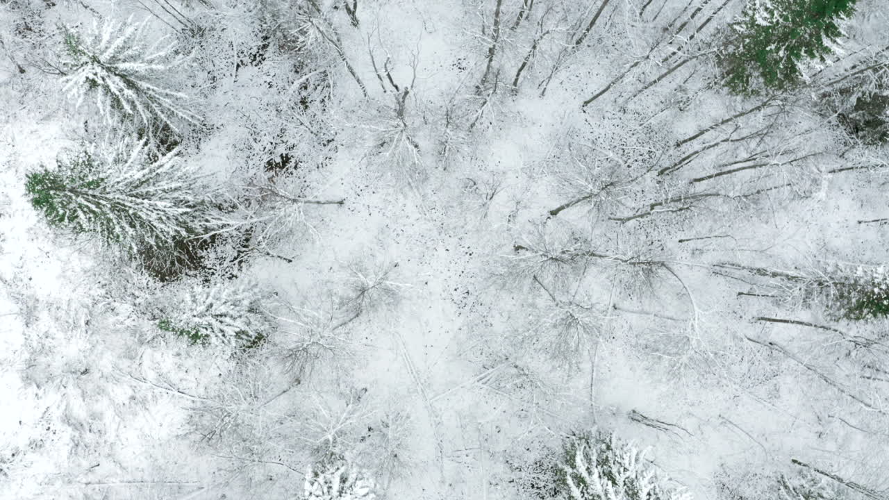 foresta innevata dall'alto