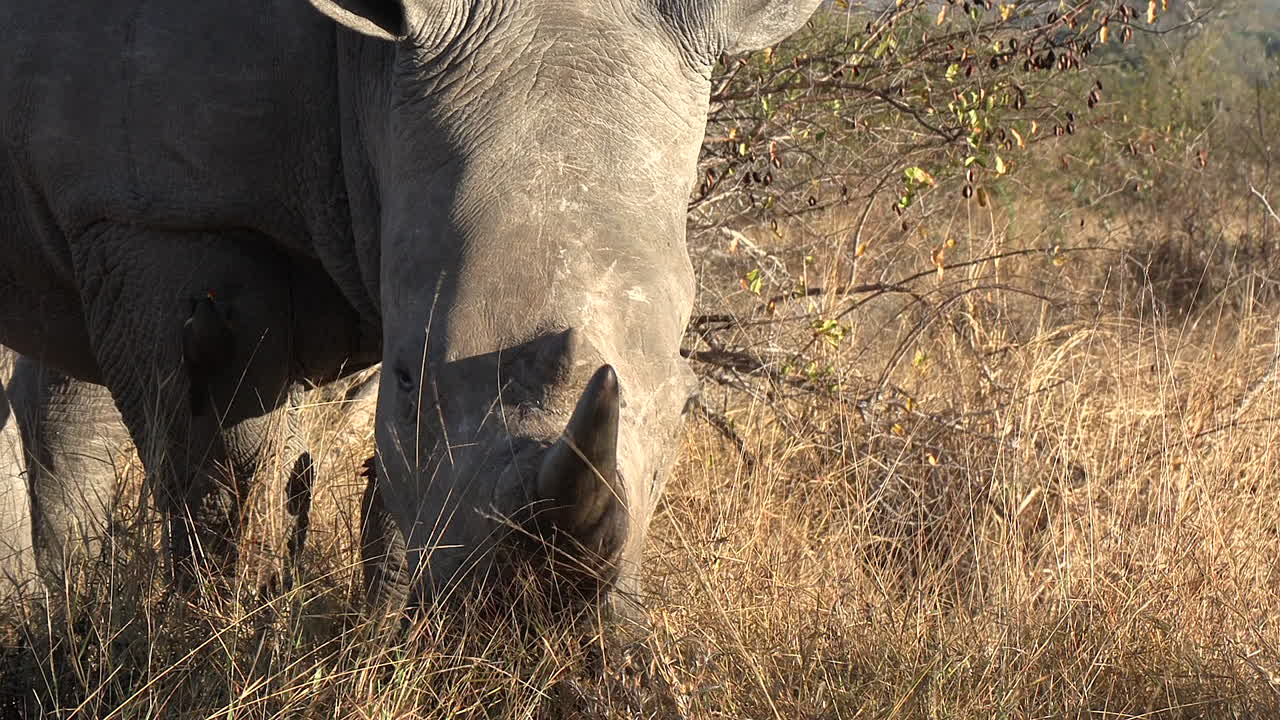코소 는 건조 한 풀 을 잡아먹으며, 황소 어리 들 은 그 를 깨 하게 유지 한다