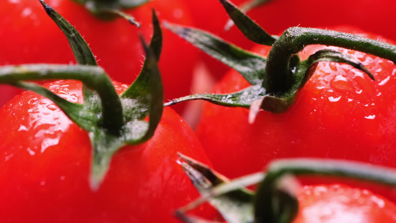 물방울로 인 은 체리 토마토의 가지.