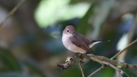 Asiatischer-Brauner-Fliegenschnäpper,-Muscicapa-Dauurica