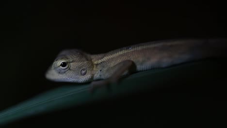 El-Lagarto-De-Jardín-Oriental-También-Se-Llama-Lagarto-De-Jardín-Oriental,-Chupasangre-Y-Lagarto-Cambiable