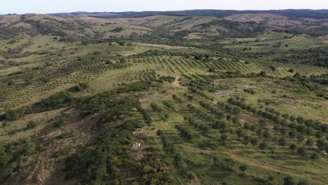 Vista-Aérea-Por-Drones-De-Una-Granja-Agrícola-De-Olivos-En-América-Del-Sur