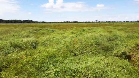 Discovering-the-meadow-Dron-flies-down