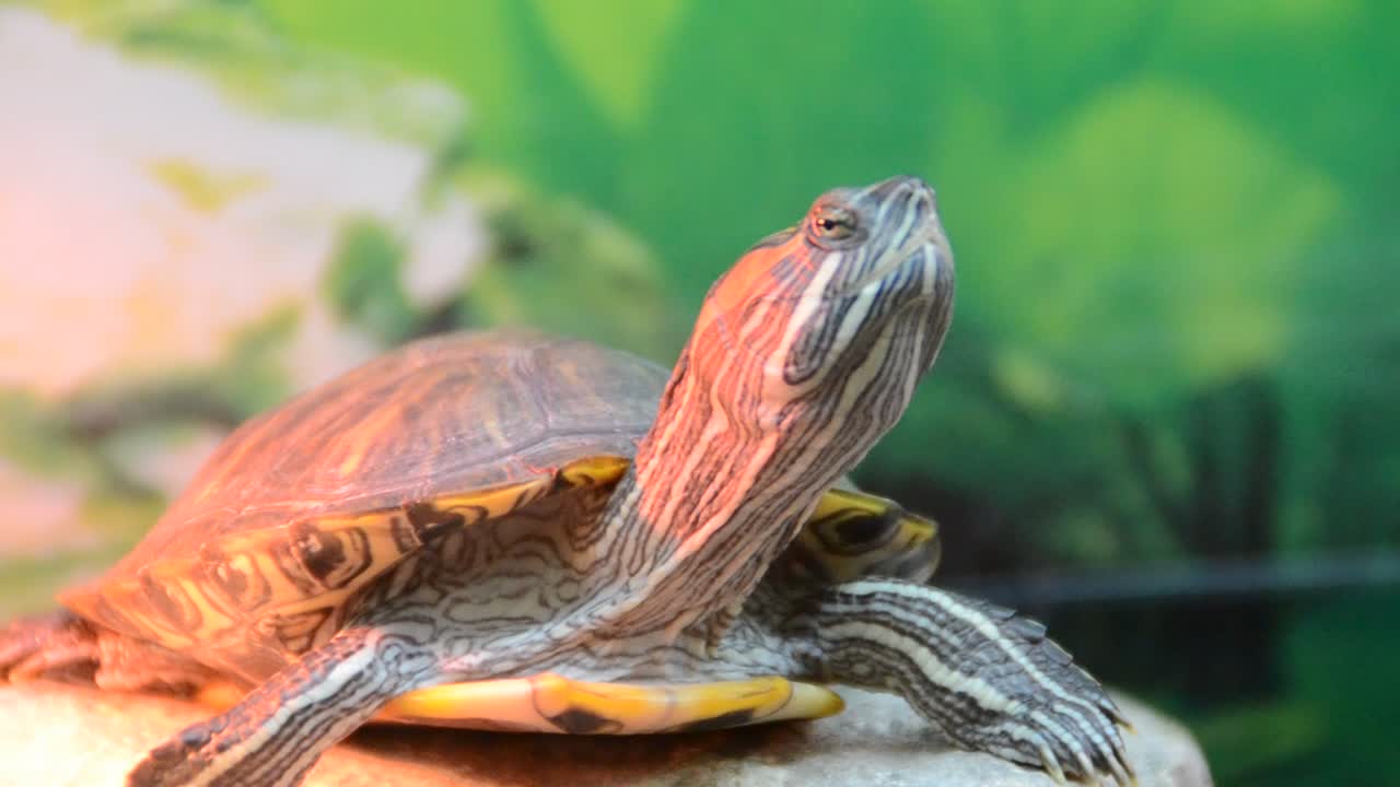 Turtle