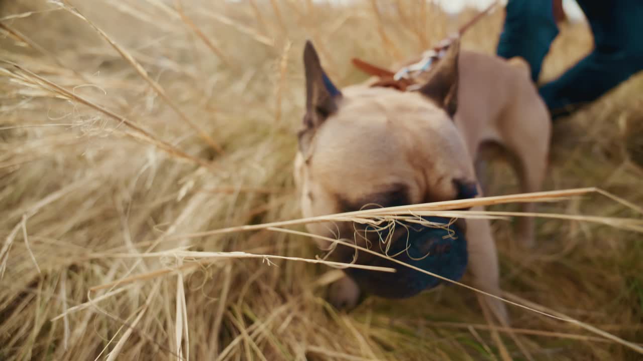 Um momento emocionante com um buldogue francês satisfeito sendo acariciado e aproveitando a natureza, capturado em duas imagens que mostram o vínculo entre um cachorro e seu dono em um ambiente de campo calmo e sereno
