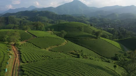 Aerial-view-of-Long-Coc-tea-hill,-Vietnam