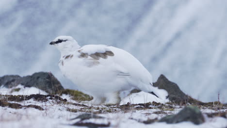 Einzelne-Schneehuhnfütterung-In-Der-Arktischen-Wildnis