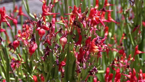 red pencil succulent bakes in the desert sun