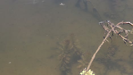 a tree branch slowly drifting in a river