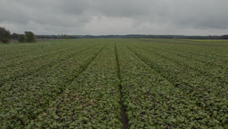 vista de drone de un campo