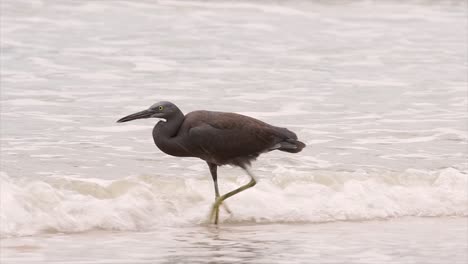 la garza del arrecife del pacífico se puede encontrar en diferentes áreas oceánicas de asia y puede ser difícil de identificar cuando está en su forma clara