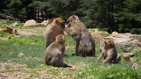 Imágenes-De-4k-De-Macaco-De-Barbary,-Macaca-Sylvanus-6