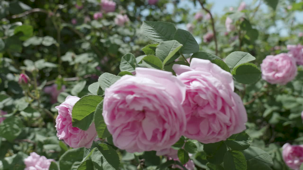 Soft pink roses swaying in the wind with panning motion