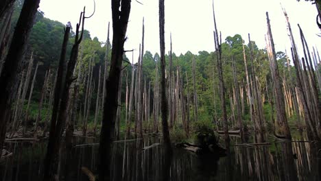 Abandoned-flooded-lake-leafless-and-branchless-trees-trunks-in-water-woodland