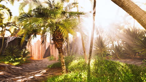 camino de la selva tropical luz del sol