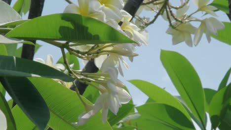 flores blancas en hojas verdes que soplan en el viento contra el fondo del cielo