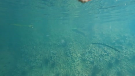 Underwater-view-of-solo-needlefish-or-long-tom-in-crystal-clear-calm-ocean-of-natural-habitat-in-shallow-lagoon-water-in-Palawan,-Philippines,-Southeast-Asia