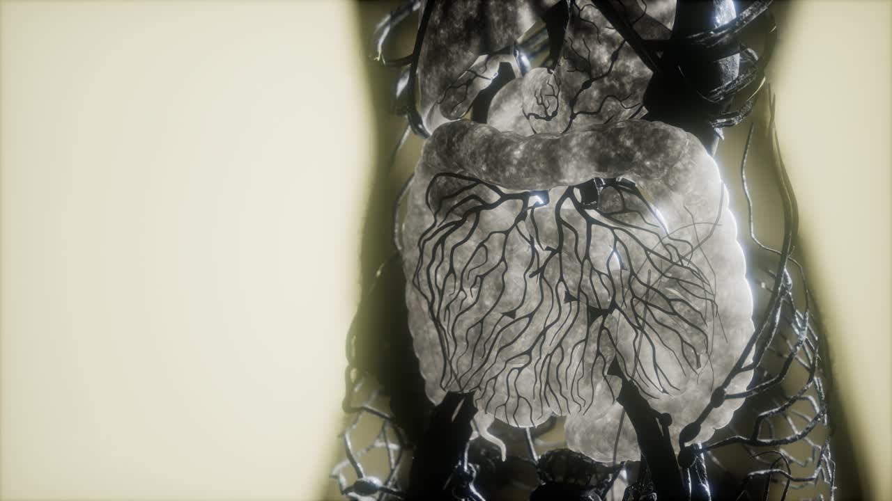 resonancia magnética de contraste de los órganos del cuerpo humano