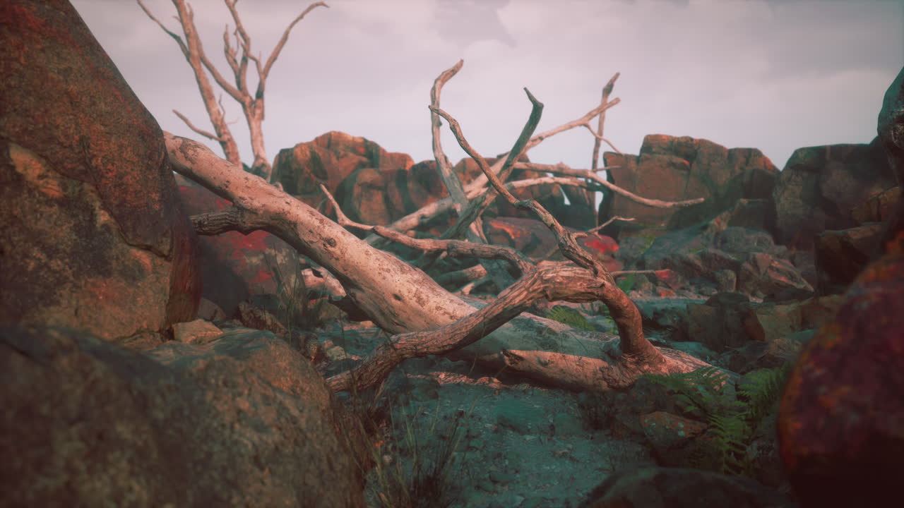 건조한 죽은 나무 가지와 산꼭대기