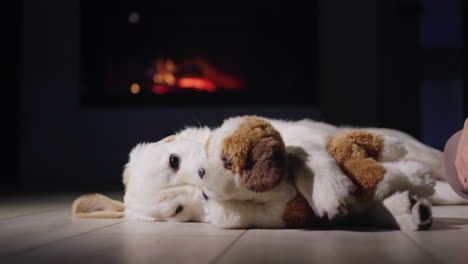 la mano de una mujer con un cachorro de peluche juega con un lindo perro que se encuentra cerca de la chimenea. víspera de navidad