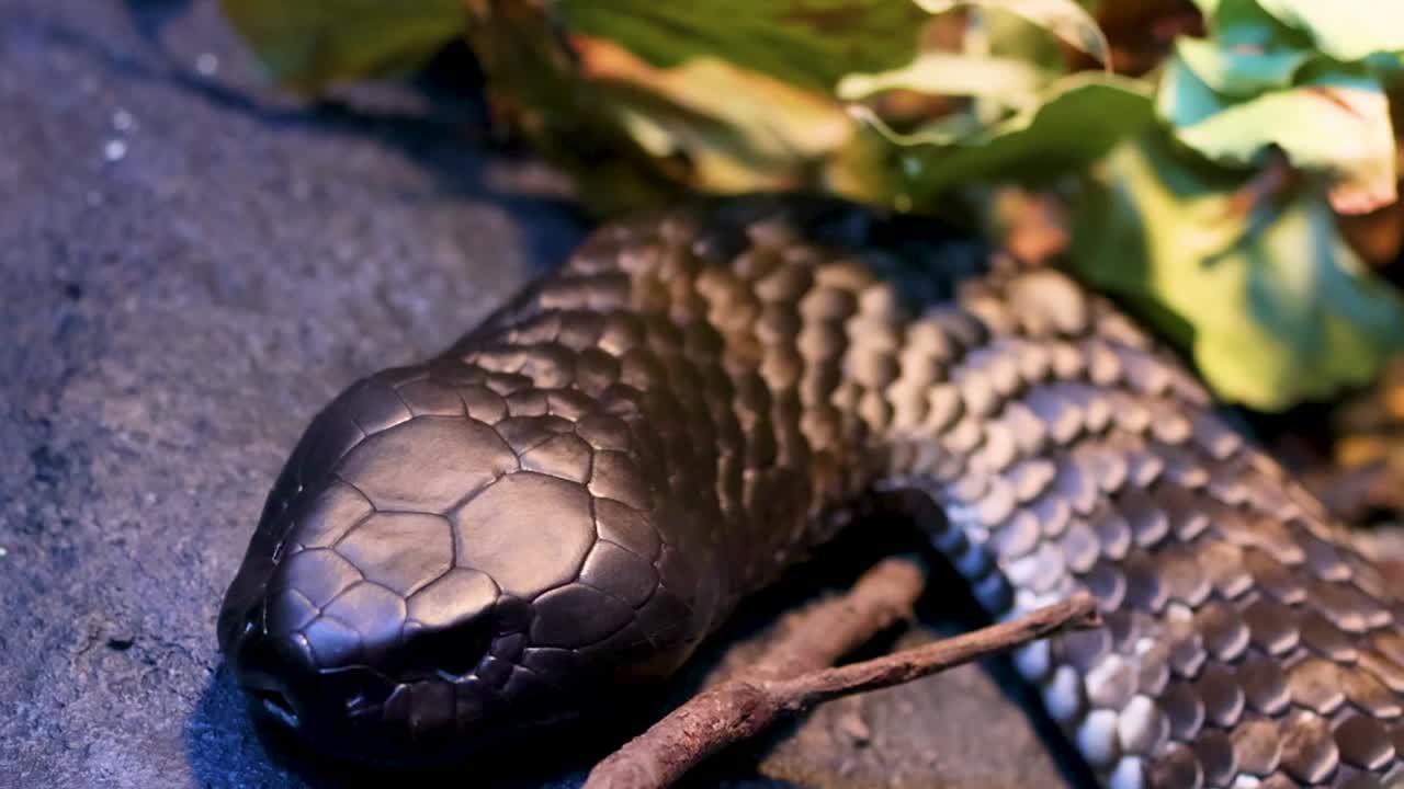 A detailed close-up shot of a dark snake's head and scales resting in a terrarium