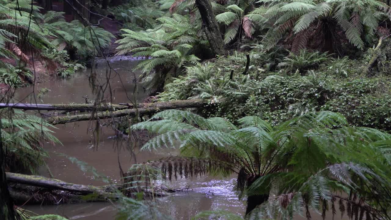 arroyo de río sucio entre helechos en el bosque
