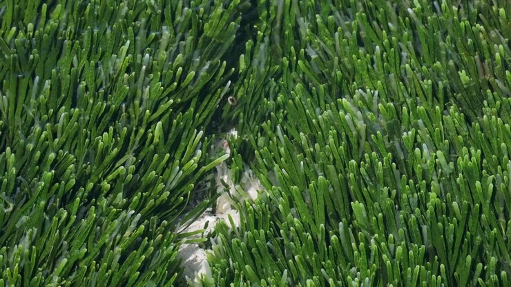 Sea grass growing naturally in the ocean
