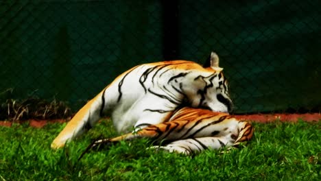 Primer-Plano-De-Cardán-De-Tigre-De-Bengala-Acicalándose-En-El-Zoo