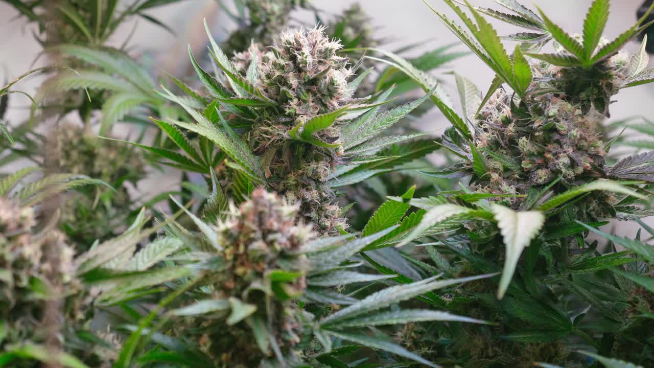 Cinematic Close-Up of Cannabis Buds with Smooth Motorized Slider Movement