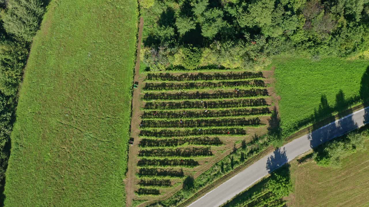 cosecha de vid en viñedo, vista aérea de la bodega en europa, los trabajadores recogen uvas, vista aérea