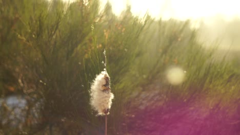 플러프 목화 리  (typha latifolia)