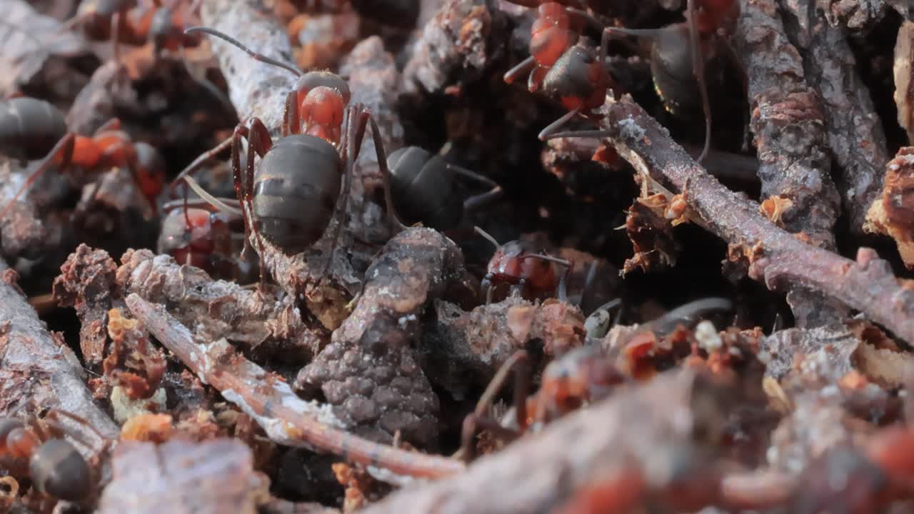 야생의 개미 클로즈업입니다.