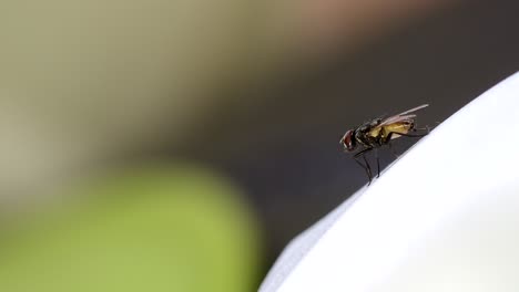 A-fly-perched-on-a-white-surface-against-a-blurry-background,-makes-a-few-moves-and-takes-off