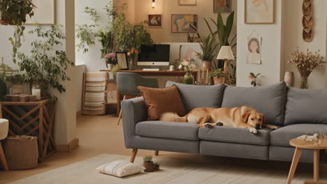 cozy living room with golden retriever